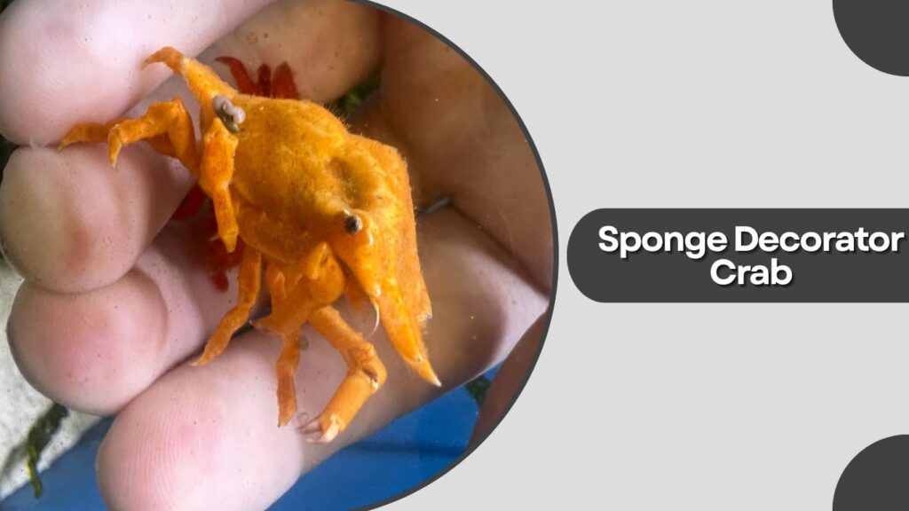 Sponge Decorator Crab