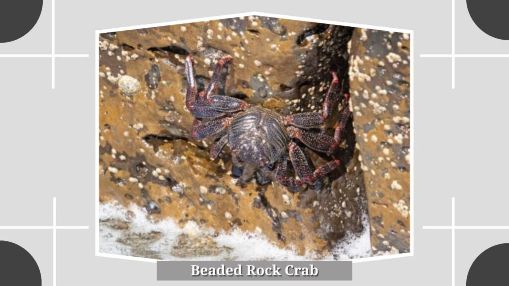 Beaded Rock Crab