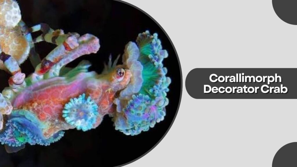  Corallimorph Decorator Crab