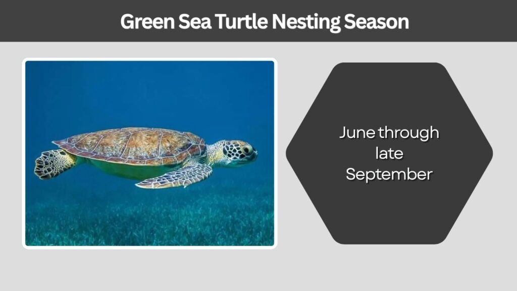 Green Sea Turtle Nesting Season
