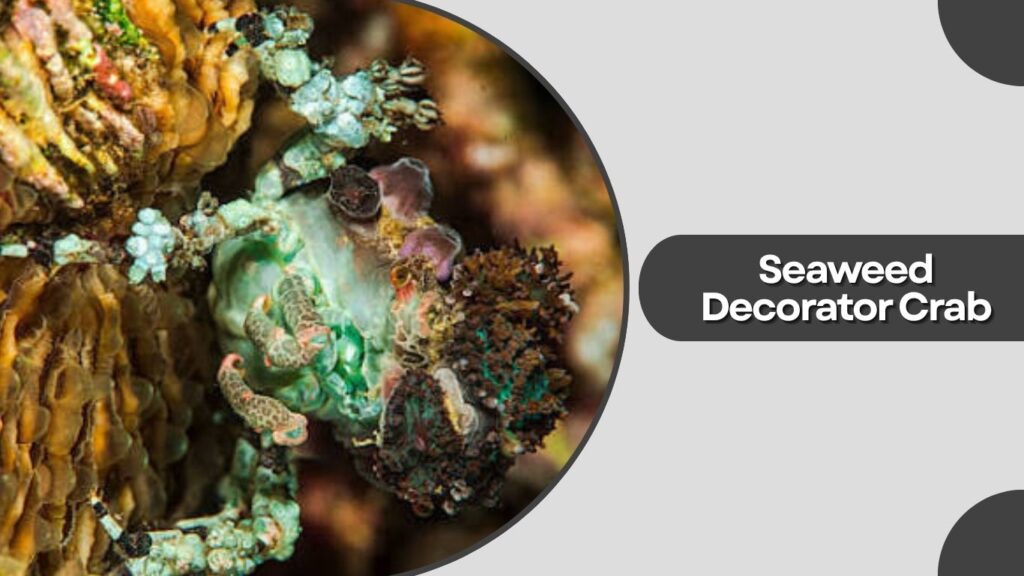 Seaweed Decorator Crab