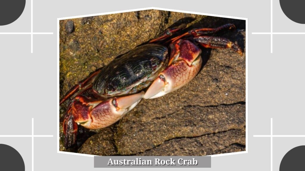 Australian Rock Crab