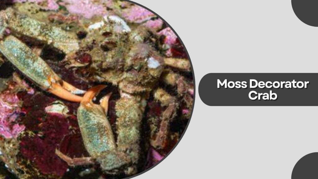 Moss Decorator Crab