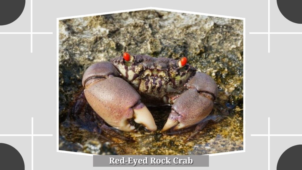 Red-Eyed Rock Crab