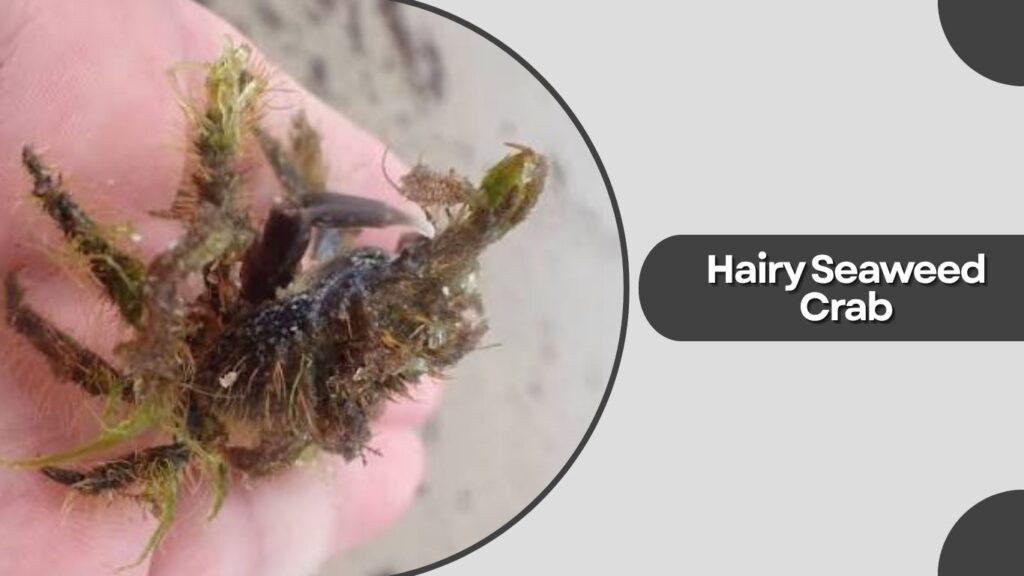 Hairy Seaweed Crab