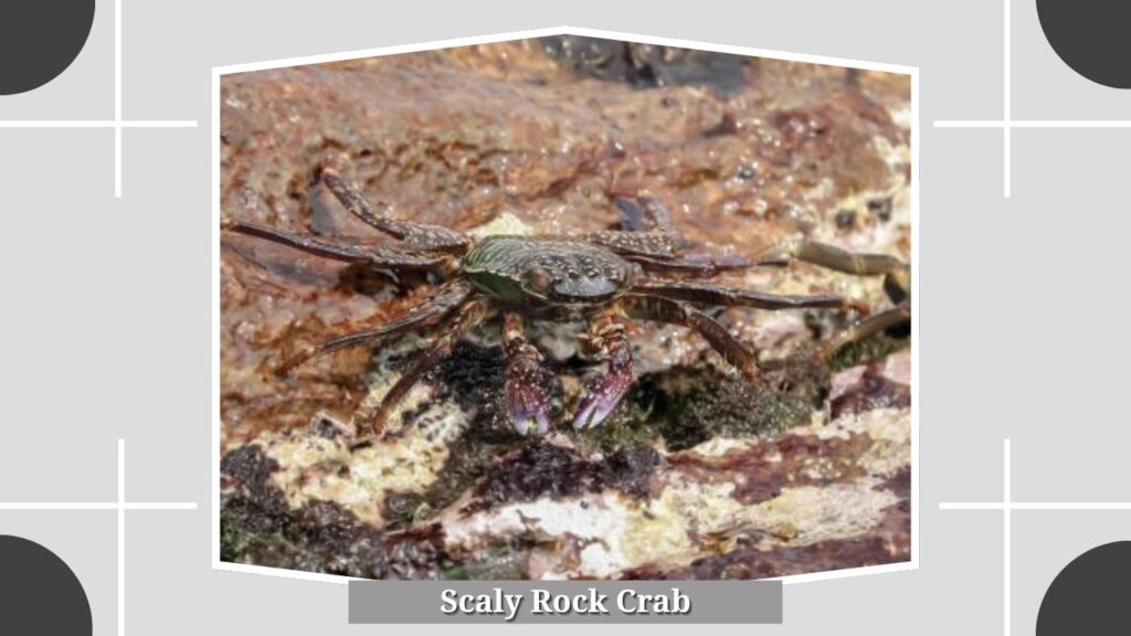 Scaly Rock Crab