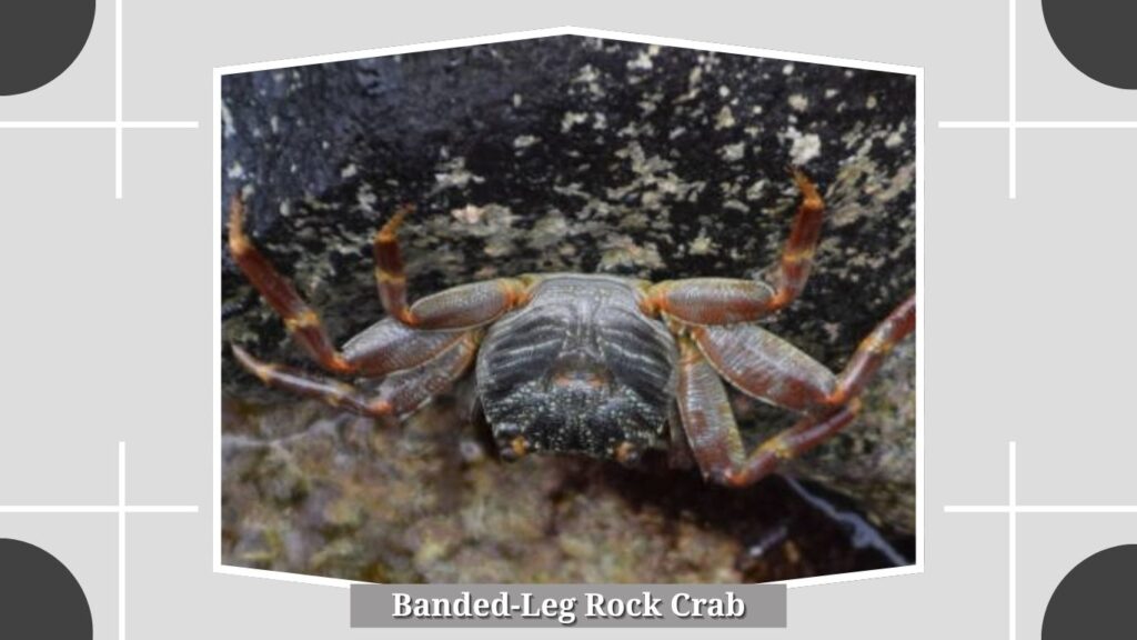 Banded-Leg Rock Crab