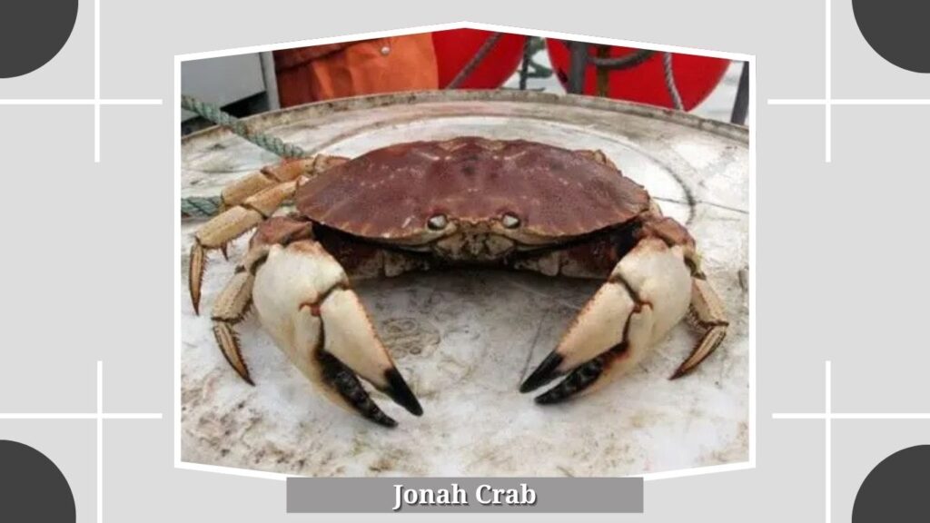 Jonah Crab