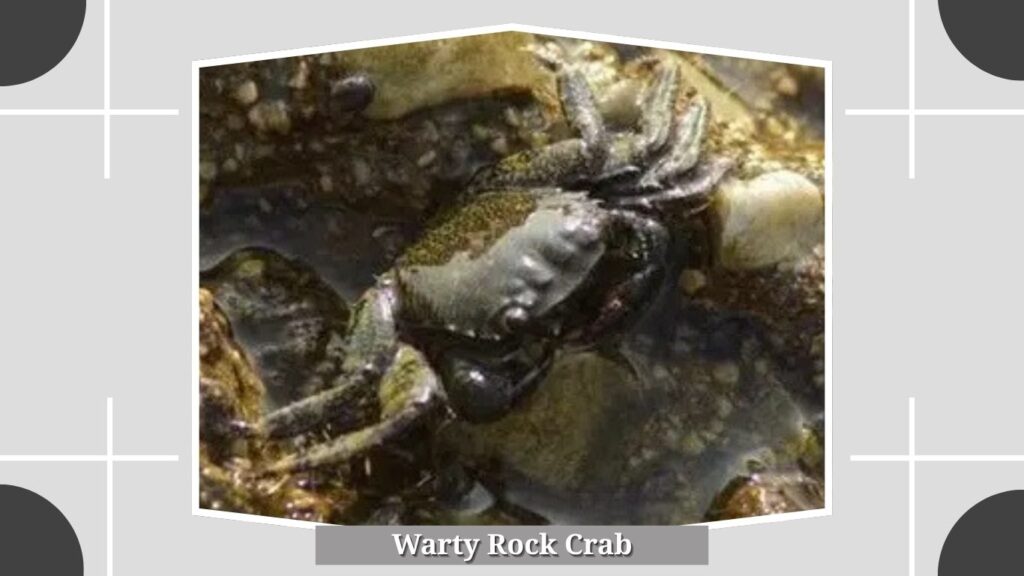 Warty Rock Crab