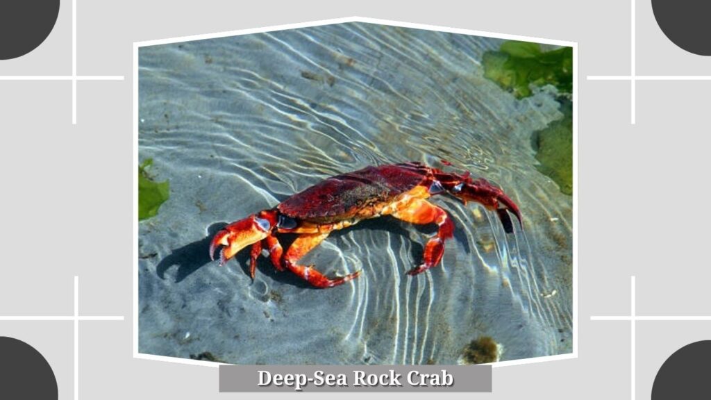 Deep-Sea Rock Crab