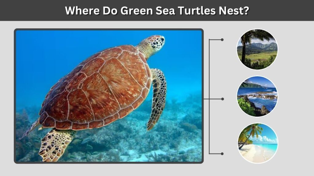 Where Do Green Sea Turtles Nest?