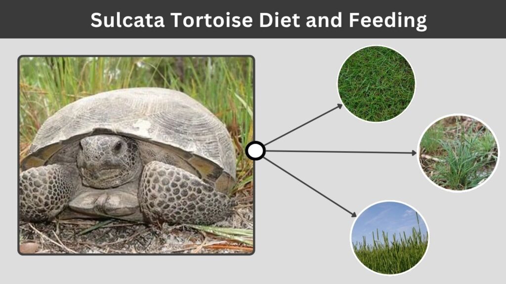 Sulcata Tortoise Diet and Feeding