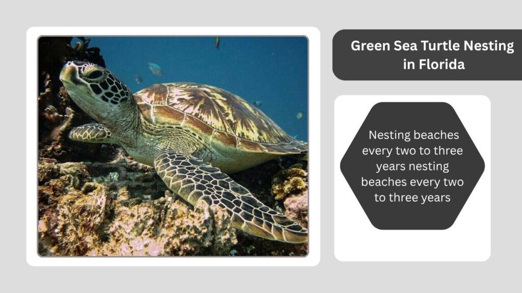 Green Sea Turtle Nesting in Florida
