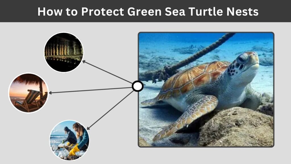 How to Protect Green Sea Turtle Nests