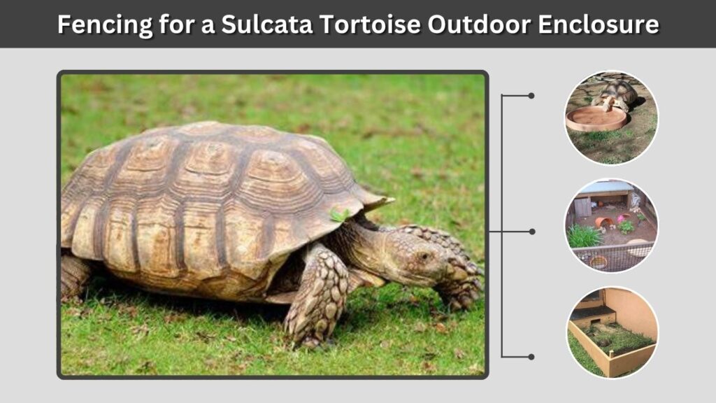 Fencing for a Sulcata Tortoise Outdoor Enclosure
