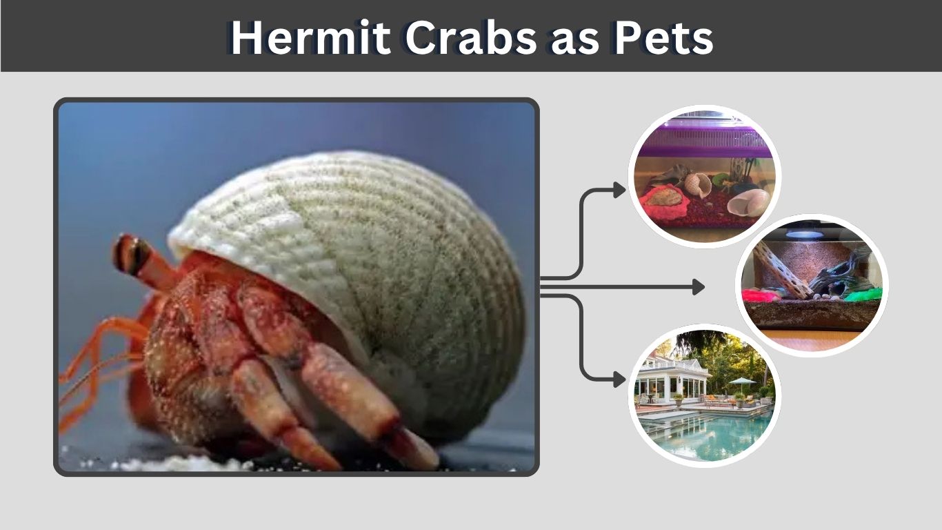 Hermit Crabs as Pets: Care, Habitat, Diet and Lifespan