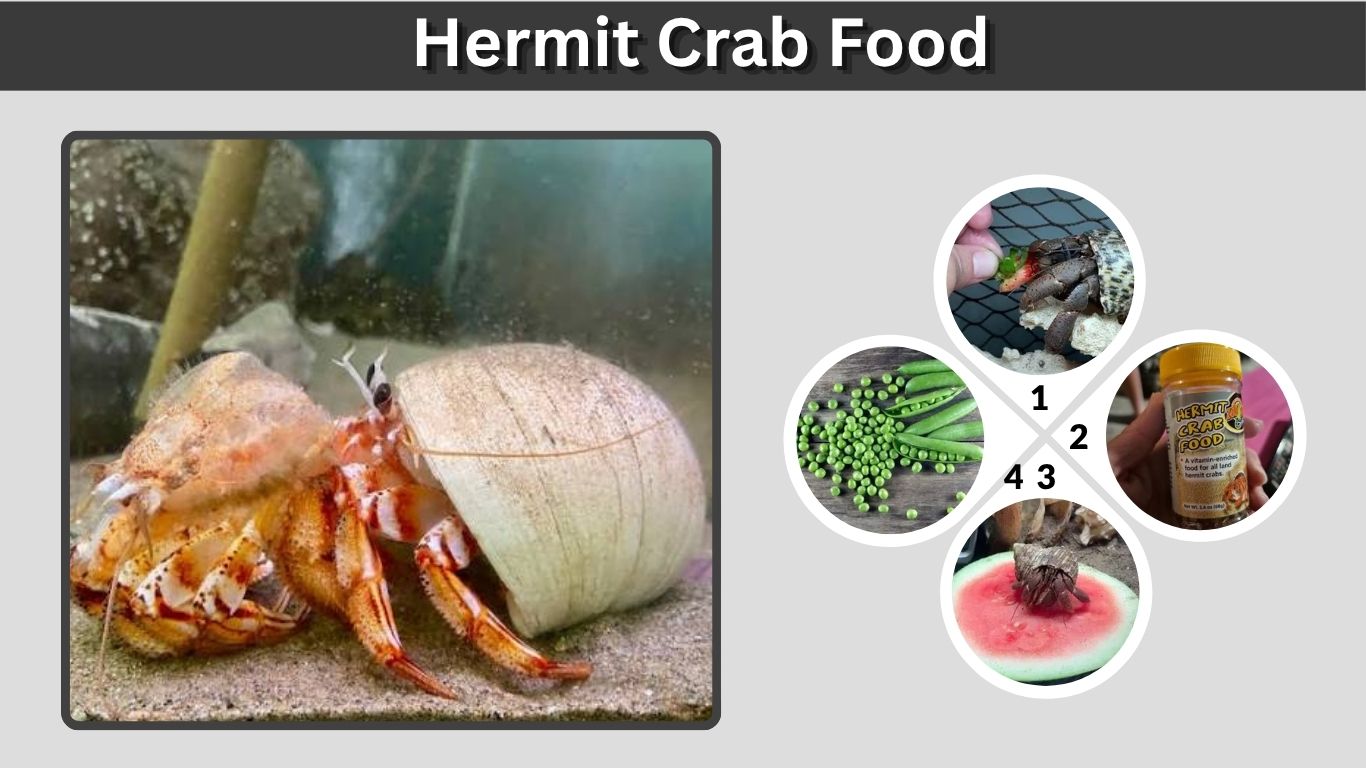 Hermit Crab Food: Safe Foods, Diet, and Feeding Guide