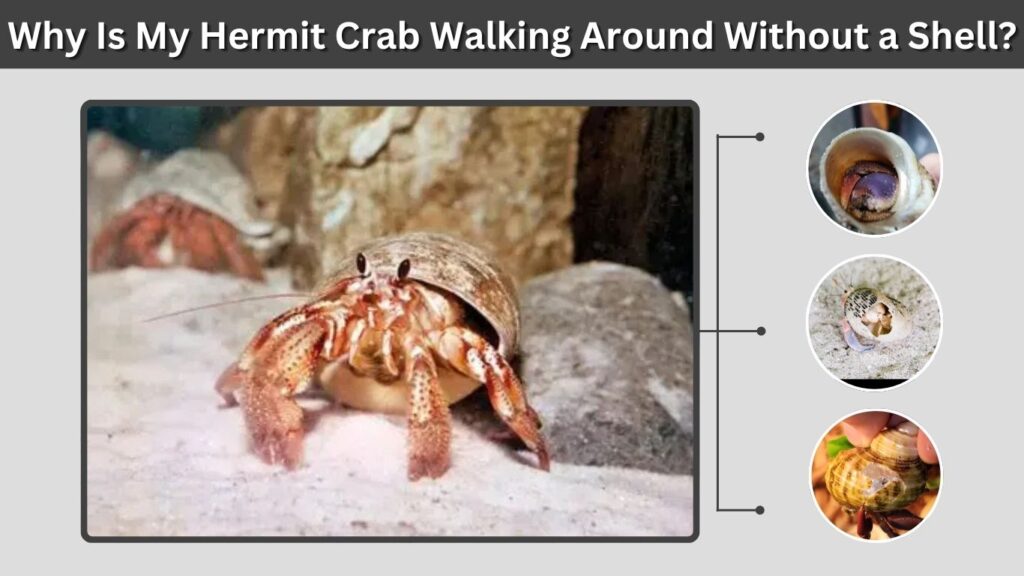 Can a Hermit Crab Live Without a Shell?