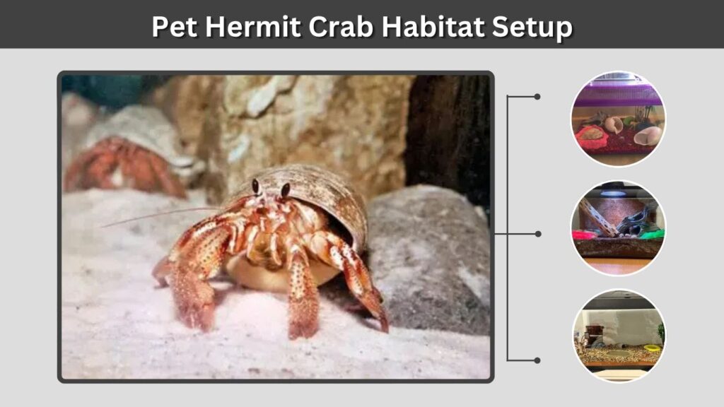 Pet Hermit Crab Habitat Setup