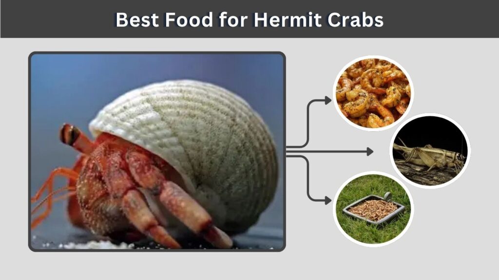Best Food for Hermit Crabs