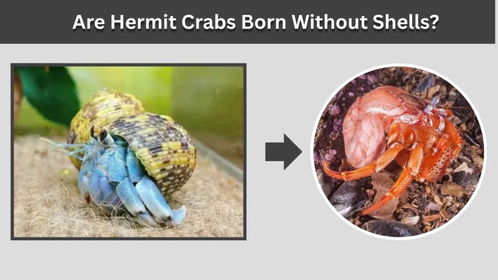 Are Hermit Crabs Born Without Shells?