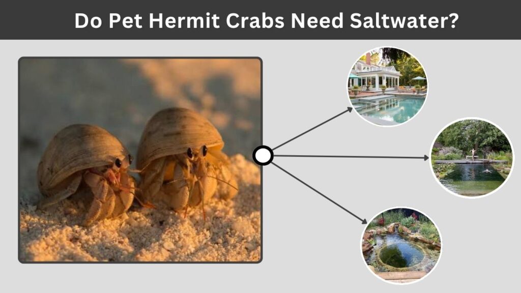Do Pet Hermit Crabs Need Saltwater?