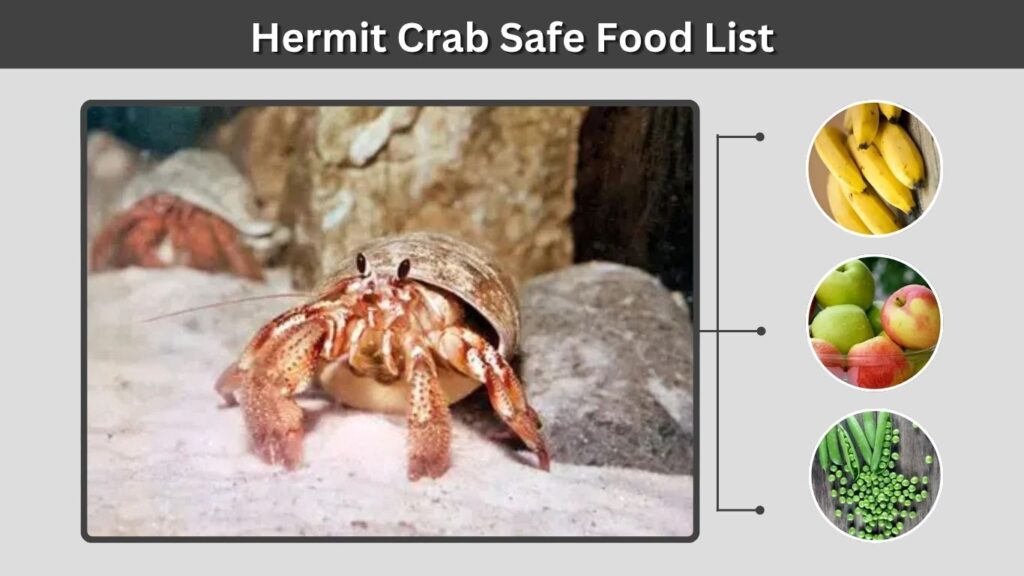 Hermit Crab Safe Food List