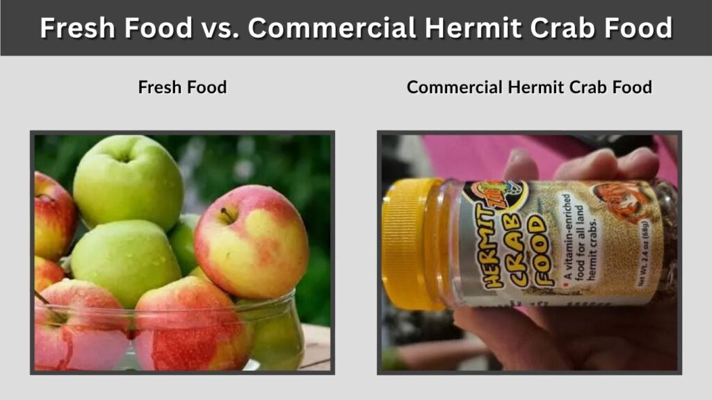 Fresh Food vs. Commercial Hermit Crab Food