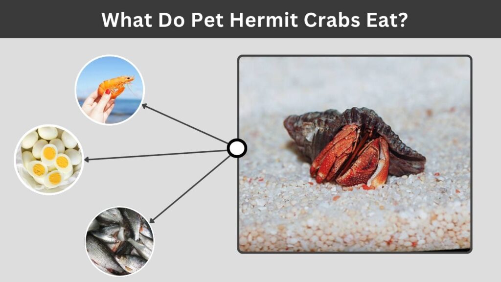 What Do Pet Hermit Crabs Eat?
