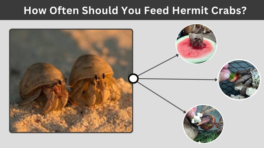 How to Make Hermit Crab Food at Home
