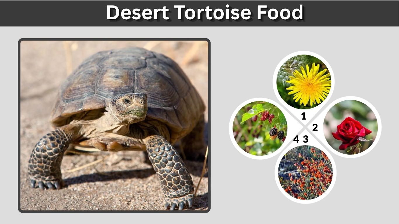 Desert Tortoise Food: Safe Plants, Greens and Feeding Guide