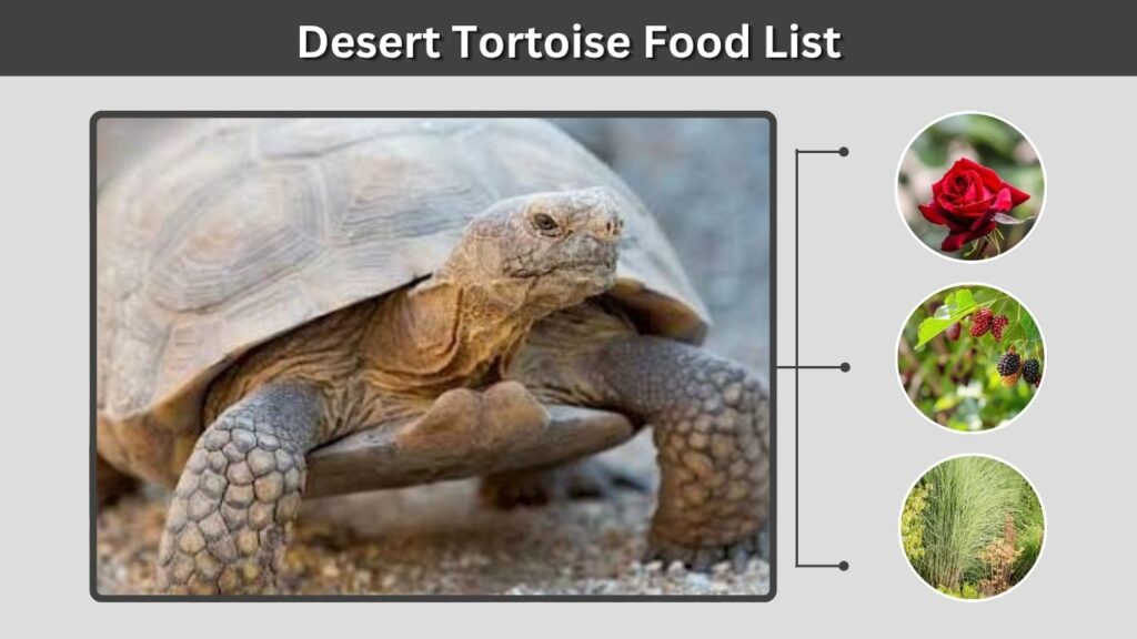 Desert Tortoise Food List