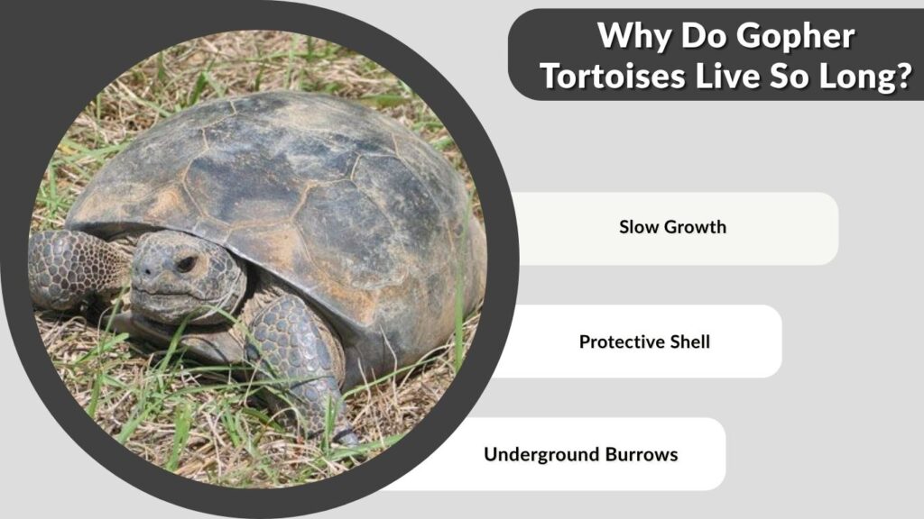 Why Do Gopher Tortoises Live So Long?