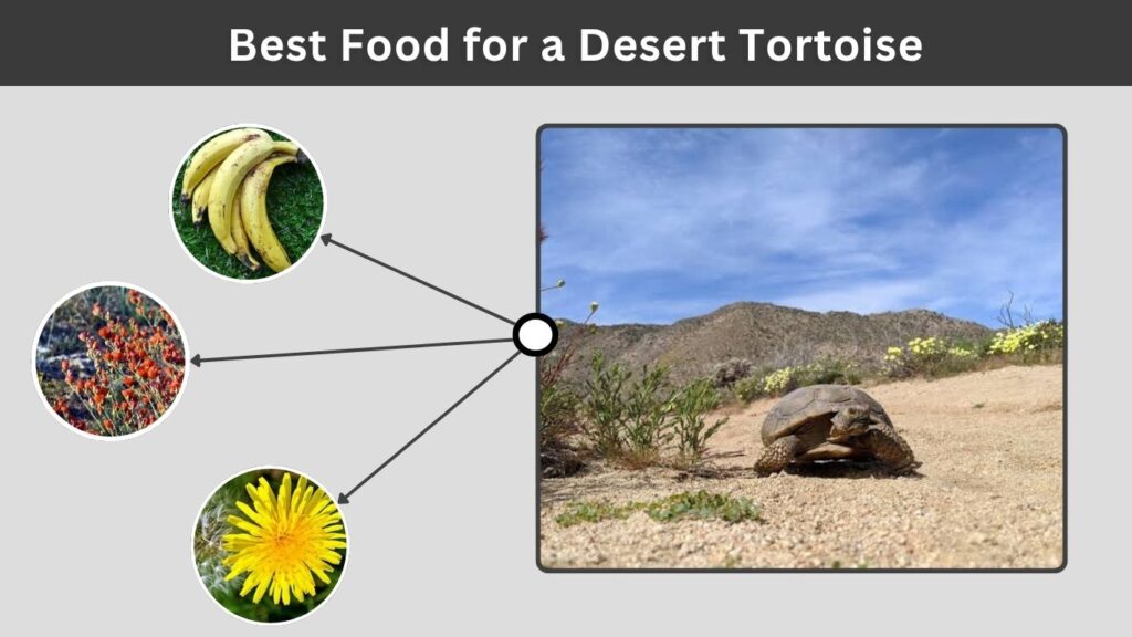 Best Food for a Desert Tortoise