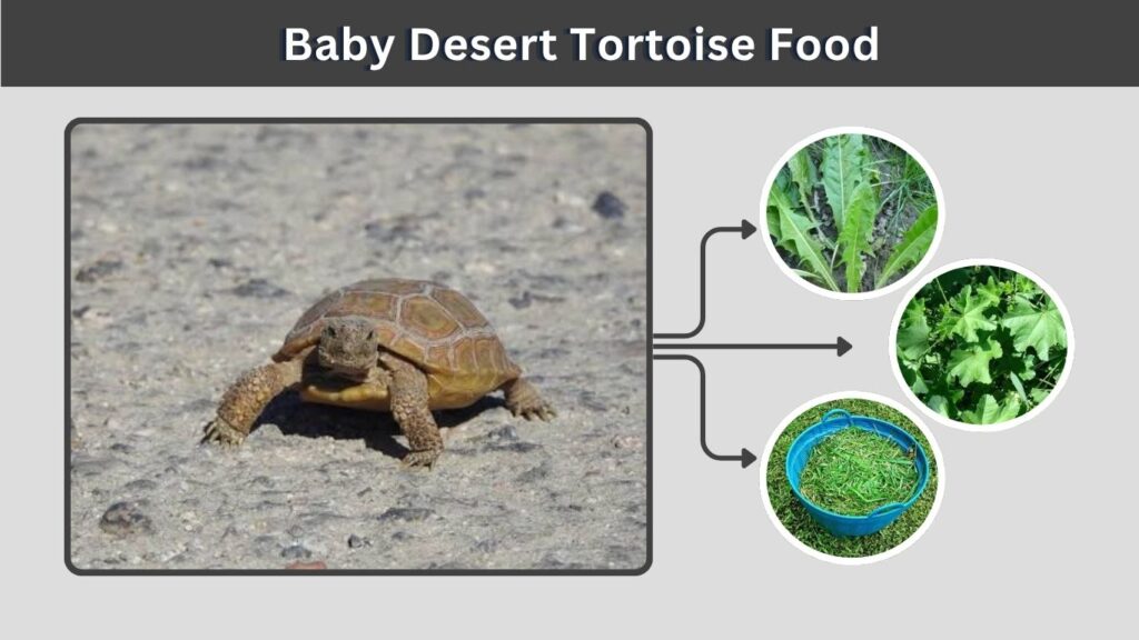 Baby Desert Tortoise Food