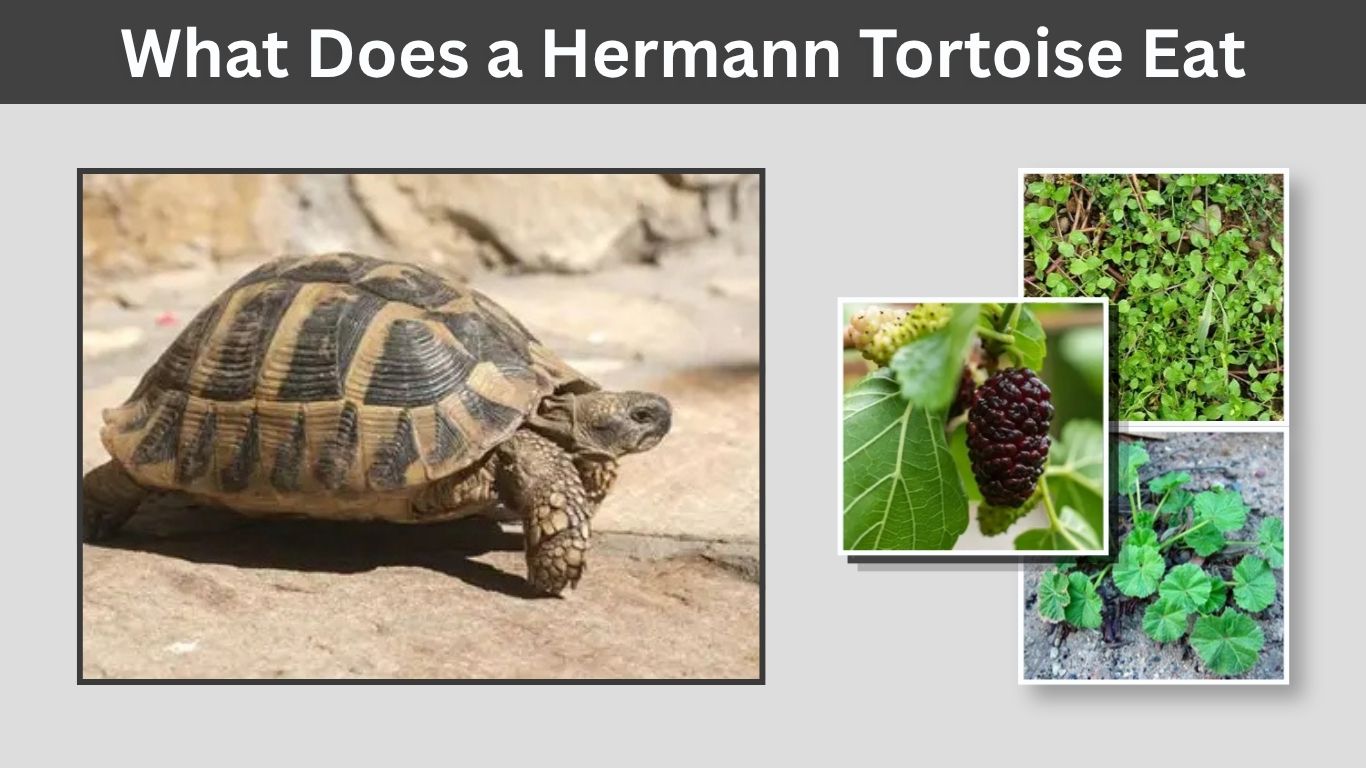 What Does a Hermann Tortoise Eat? 12 Safe Foods