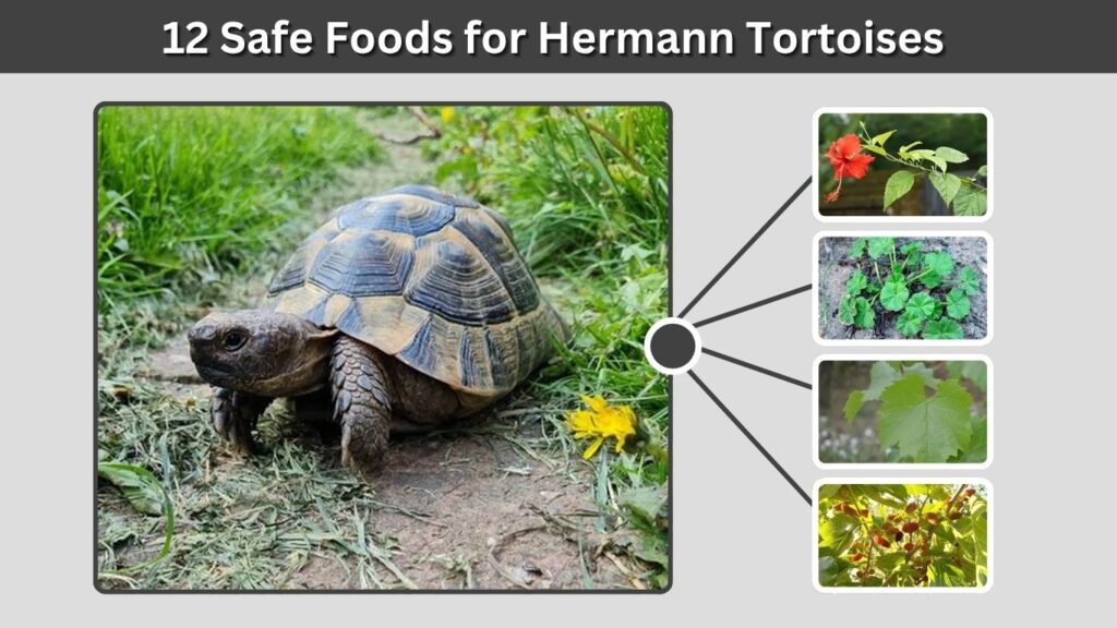 12 Safe Foods for Hermann Tortoises