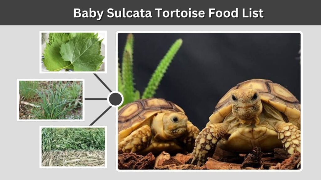 Baby Sulcata Tortoise Food List