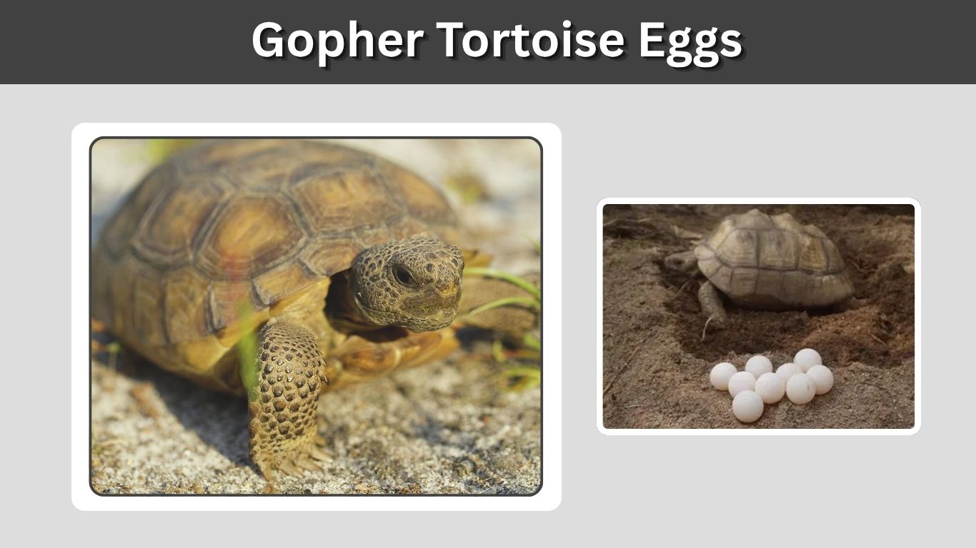 Gopher Tortoise Eggs: Nesting, Hatching, and Protection