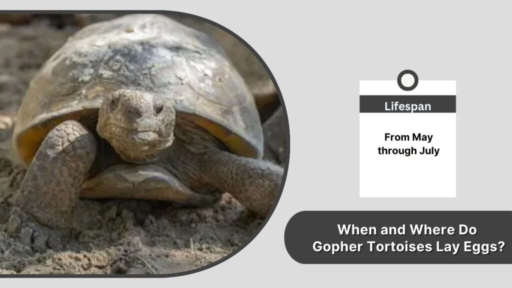 When and Where Do Gopher Tortoises Lay Eggs?