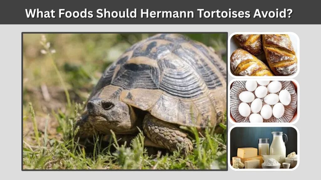 What Foods Should Hermann Tortoises Avoid?