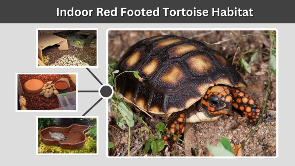 Indoor Red Footed Tortoise Habitat