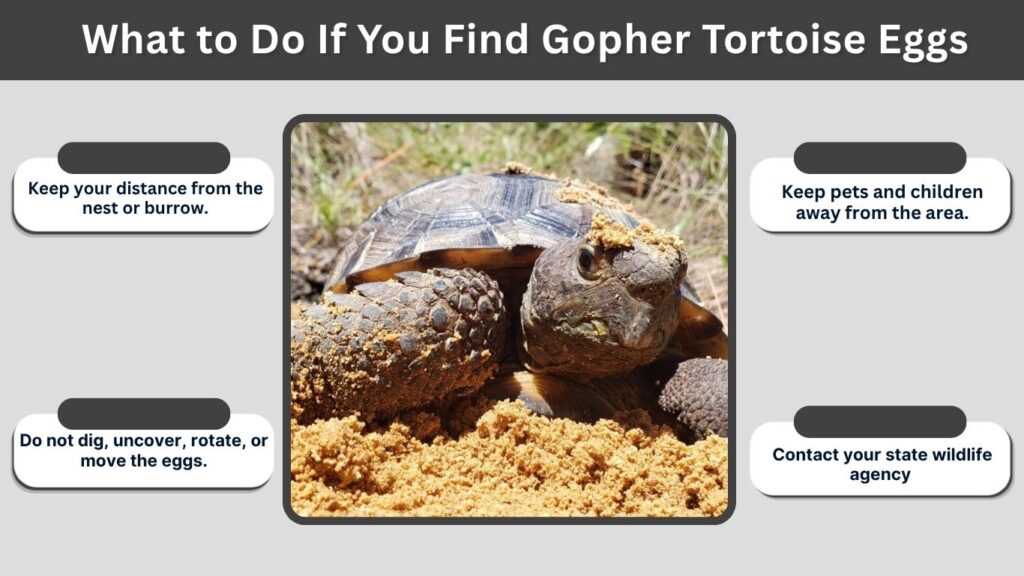 Gopher Tortoise Egg Incubation and Hatching