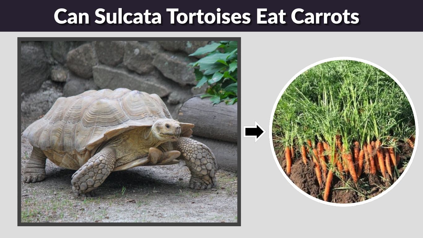 Can Sulcata Tortoises Eat Carrots? Safe Feeding Guide