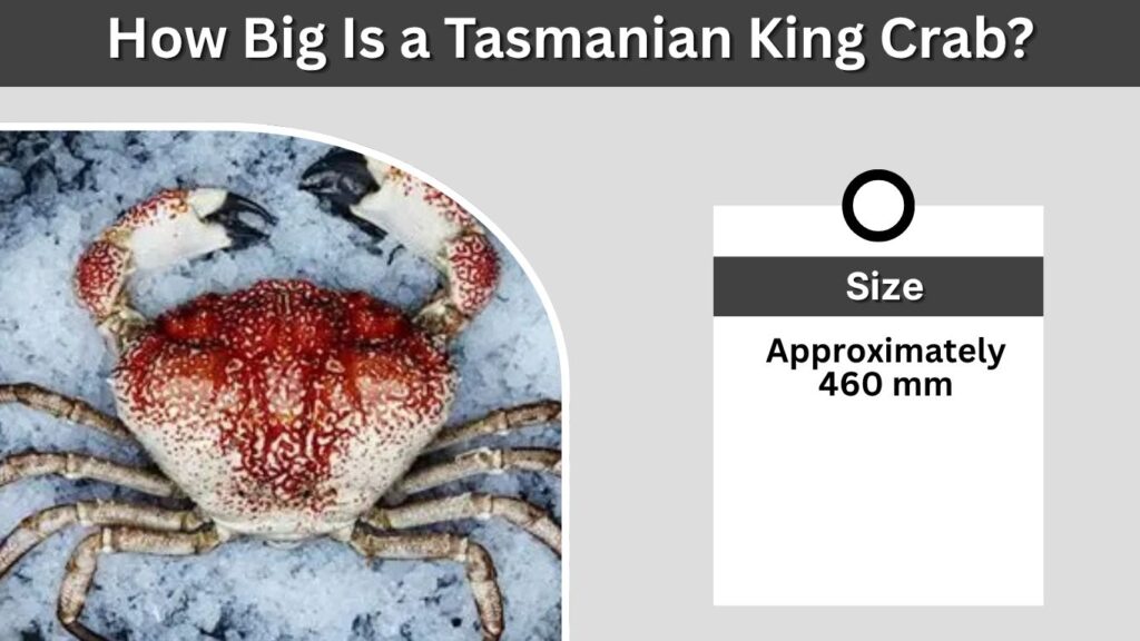 How Big Is a Tasmanian King Crab?