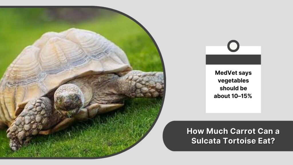 How Much Carrot Can a Sulcata Tortoise Eat?