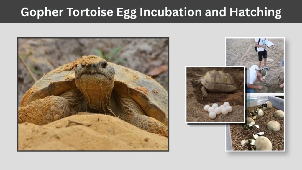 Gopher Tortoise Egg Incubation and Hatching