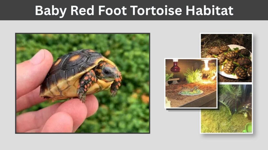 Baby Red Foot Tortoise Habitat