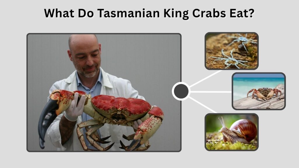 What Do Tasmanian King Crabs Eat?
