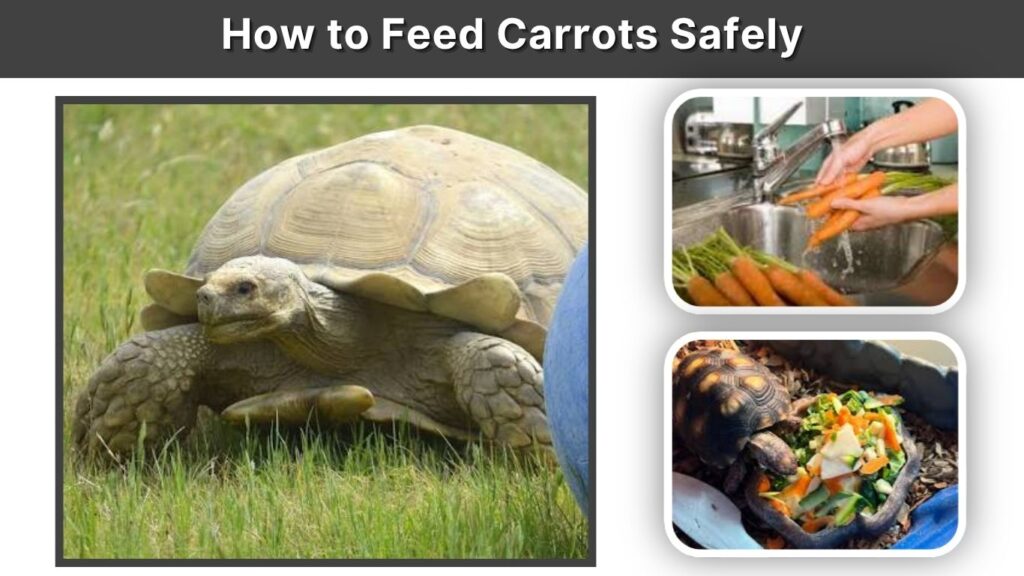 How to Feed Carrots Safely
